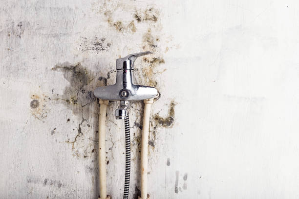 Home Mold Removal in Elmer, NJ