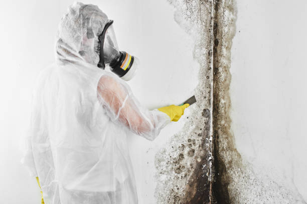 Best Toxic Mold Removal  in Elmer, NJ