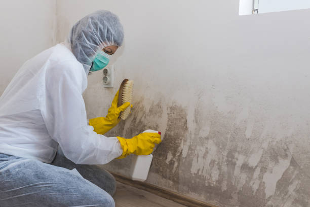 Best Crawl Space Mold Removal  in Elmer, NJ