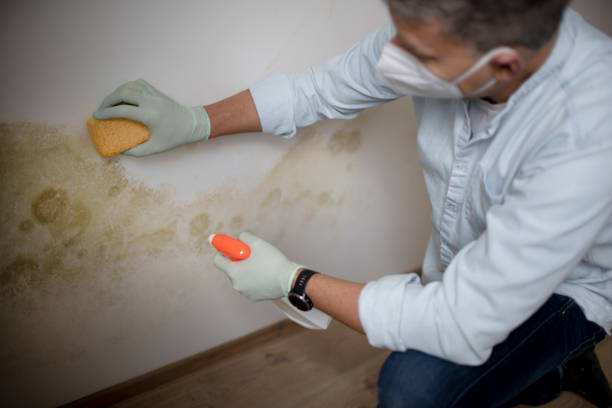 Best Toxic Mold Removal  in Elmer, NJ