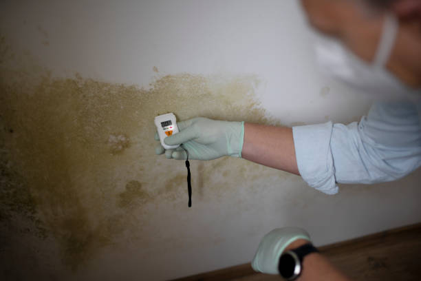 Crawl Space Mold Removal in Elmer, NJ