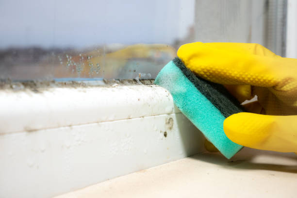 Best Certified Mold Removal  in Elmer, NJ