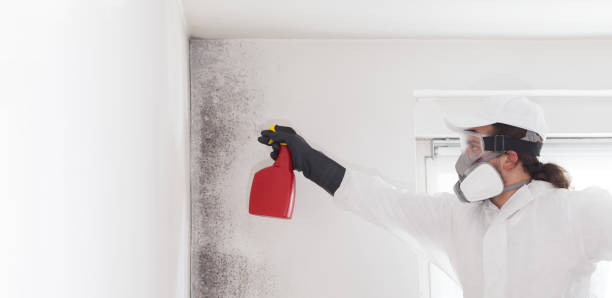 Best Mold Damage Repair  in Elmer, NJ